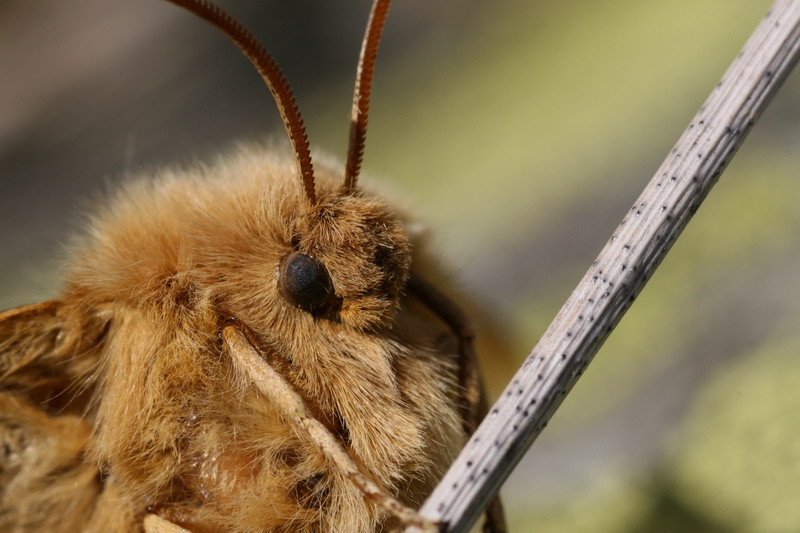 Euthrix potatoria,  forse lei?